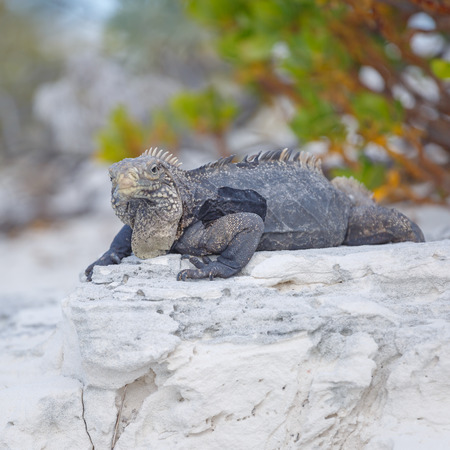 Island iguanas in wildlife. Cayo Largoの写真素材