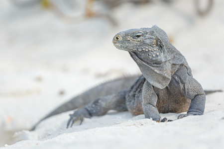 Island iguanas in wildlife.の写真素材