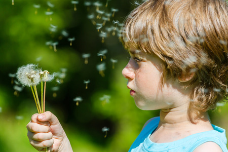 Kid blowing dandelion outdoor on greenの写真素材