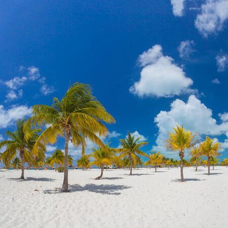Palm trees on the white sand.の写真素材