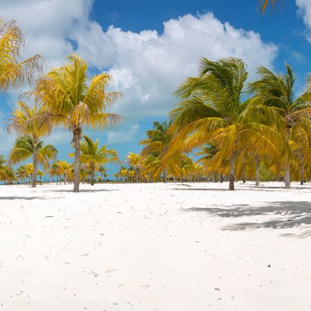 Palm trees on the white sand.の写真素材