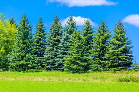 Beautiful pine trees on background blue skyの写真素材