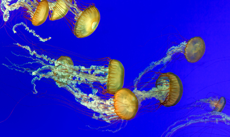 Multiple orange nettle jellyfish with blue backgroundの写真素材