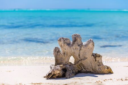 Tropical sandy beach of Cayo Largo islandの写真素材