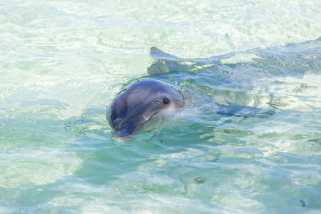 Dolphins in the caribbean sea. Cayo largo, Playa Sirena.の写真素材