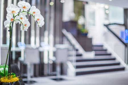 White orchid and office interior design with blurred backgroundの写真素材
