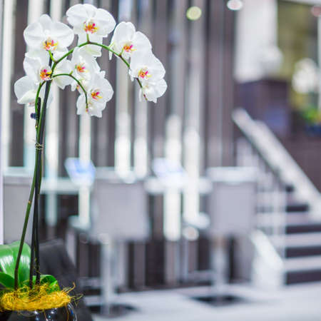 White orchid and office interior design with blurred backgroundの写真素材