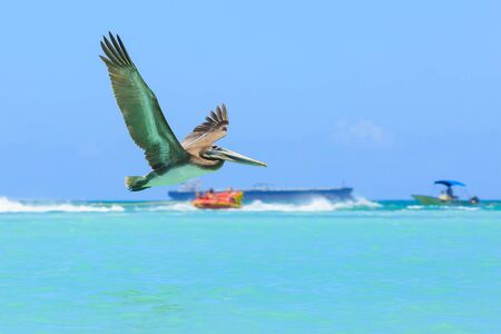 Pelican in flight, catching the fish. Arubaの写真素材