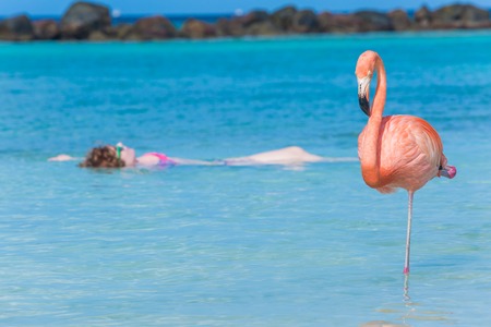 Woman floating and relaxing at Flamingo beach in Arubaの写真素材