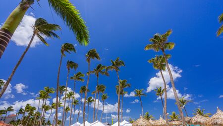 Bungalows and blue sky with palms in Aruba resortの写真素材