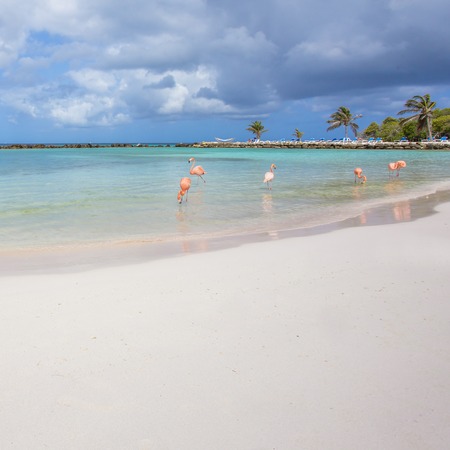 Flamingos on the Aruba beach. Flamingo beachの写真素材