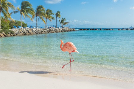 Flamingos on the Aruba beach. Flamingo beachの写真素材