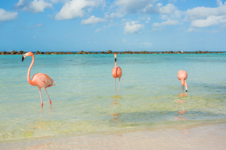 Flamingos on the Aruba beach. Flamingo beachの写真素材