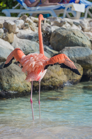 Flamingos on the Aruba beach. Flamingo beachの写真素材