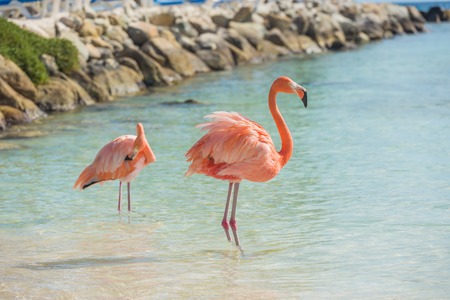 Flamingos on the Aruba beach. Flamingo beachの写真素材