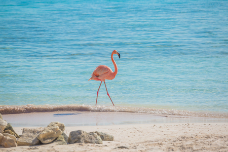 Flamingos on the Aruba beach. Flamingo beachの写真素材
