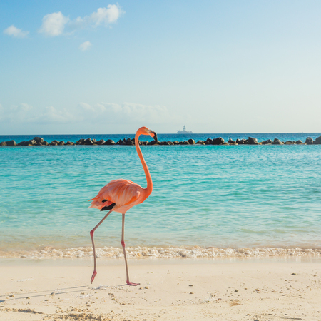One flamingo on the beachの写真素材