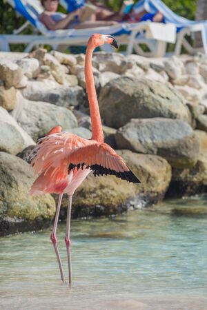 One flamingo on the beachの写真素材