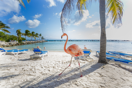 Three flamingos on the beachの写真素材