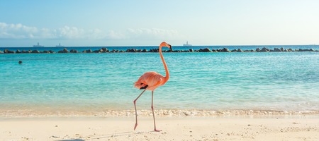 Flamingo on the Aruba beach. Flamingo beachの写真素材