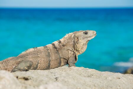 Iguana in wildlife. Cancun, Mexicoの写真素材