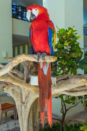 Macaw Parrot on one branch. Mexicoの写真素材