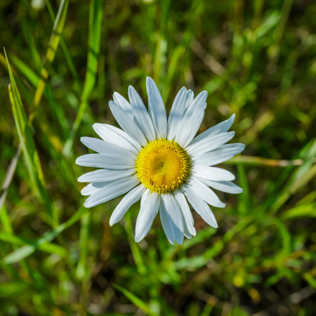 Chamomile flowers close up.