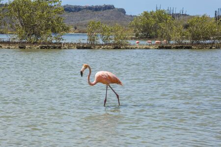 Flamingos - Views around the Caribbean Island of Curacaoの写真素材