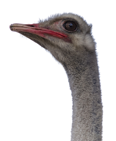 head and neck of an ostrich close-up of the backgroundの写真素材