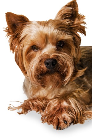 Dog Yorkshire Terrier portrait close-up of the backgroundの写真素材