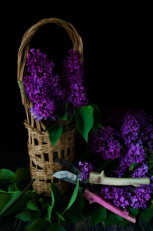 still-life with a bouquet of lilacs shears on a black backgroundの写真素材