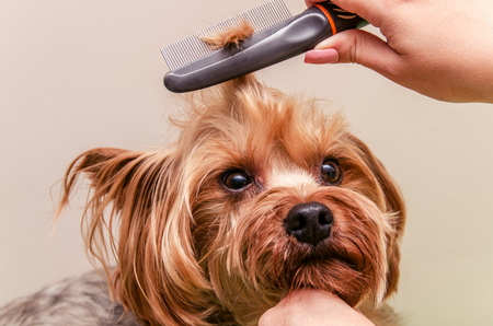 Yorkshire terrier combing and doing grooming, close-upの写真素材