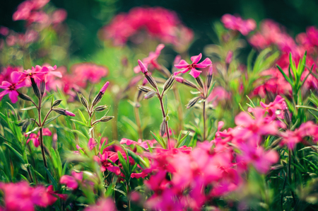 Pink spring flowers outdoors in the garden in sunset lightの写真素材