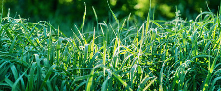 Green, fresh grass close-up,