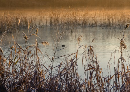 Autumn landscape, yellow trees near the calm river early in the morningの写真素材
