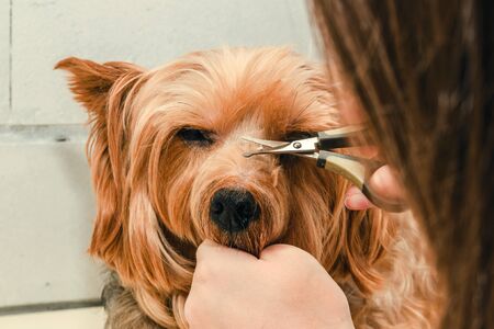 Hygiene of a dog, Yorkshire Terrier trimmed in a zoo, grooming by a master, close-upの写真素材