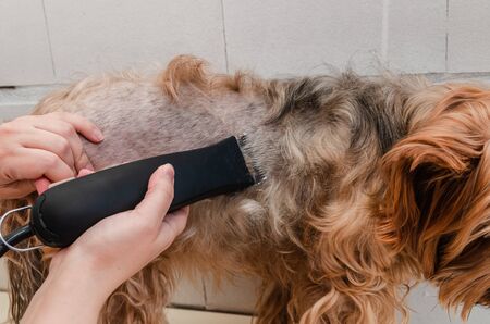 Hygiene of a dog, Yorkshire Terrier trimmed in a zoo, grooming by a master, close-upの写真素材