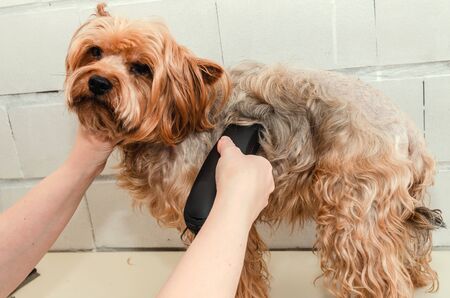 Hygiene of a dog, Yorkshire Terrier trimmed in a zoo, grooming by a master, close-upの写真素材