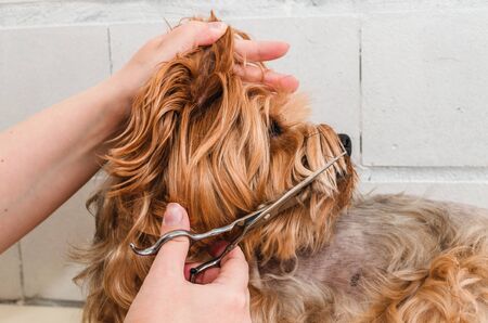 Hygiene of a dog, Yorkshire Terrier trimmed in a zoo, grooming by a master, close-upの写真素材