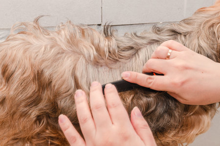 Hygiene of a dog, Yorkshire Terrier trimmed in a zoo, grooming by a master, close-up