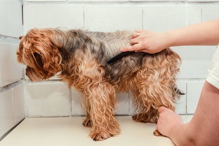 Hygiene of a dog, Yorkshire Terrier trimmed in a zoo, grooming by a master, close-upの写真素材