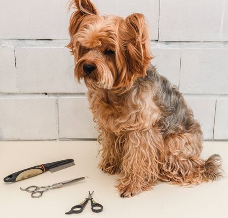 Dog care, grooming Yorkshire Terrier at the Zooの写真素材