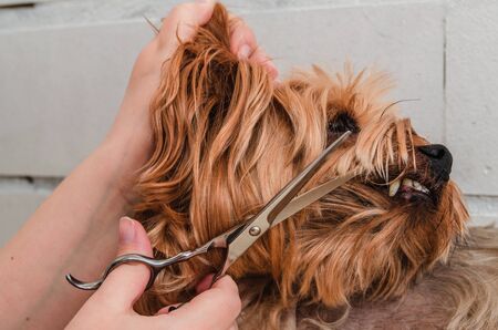 Dog care, grooming Yorkshire Terrier at the Zooの写真素材