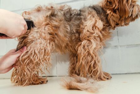 Dog care, grooming Yorkshire Terrier at the Zooの写真素材