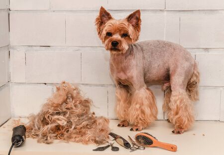 Dog care, grooming Yorkshire Terrier at the Zooの写真素材