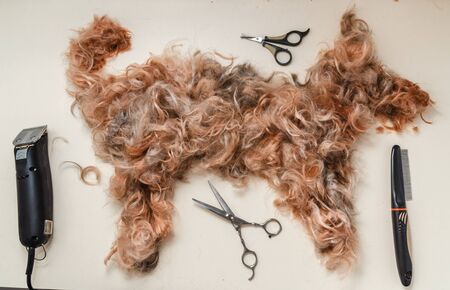 Dog care, grooming Yorkshire Terrier at the Zooの写真素材