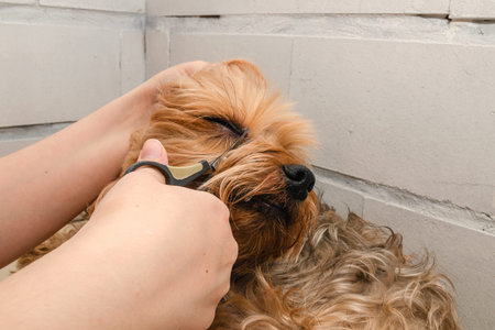Dog care, grooming Yorkshire Terrier at the Zooの写真素材