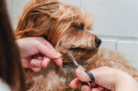 Dog care, grooming Yorkshire Terrier at the Zooの写真素材