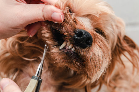 Dog care, grooming Yorkshire Terrier at the Zooの写真素材
