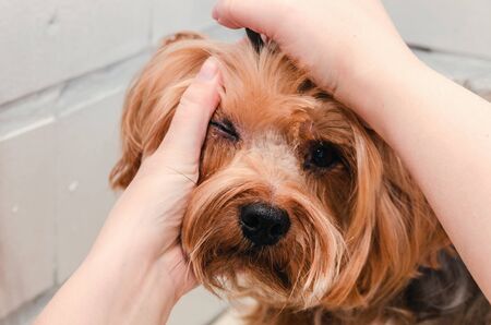 Dog care, grooming Yorkshire Terrier at the Zooの写真素材